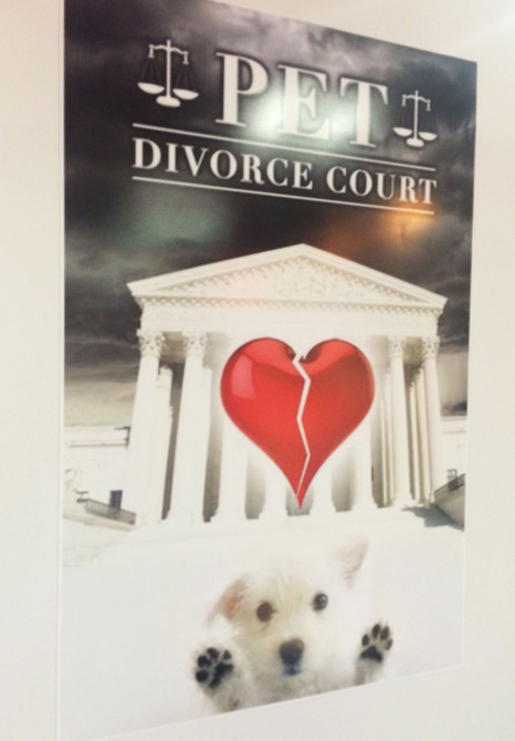 PET DIVORCE